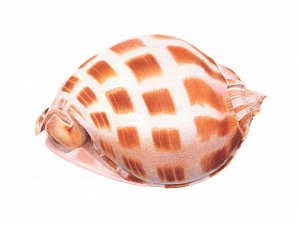 Helmet shell