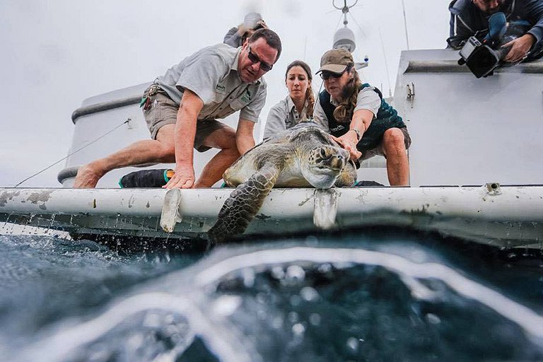 Turtle Photos by Craig Greenhill/The Daily Telegraph. 