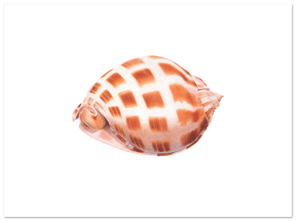 Helmet shell, 1979