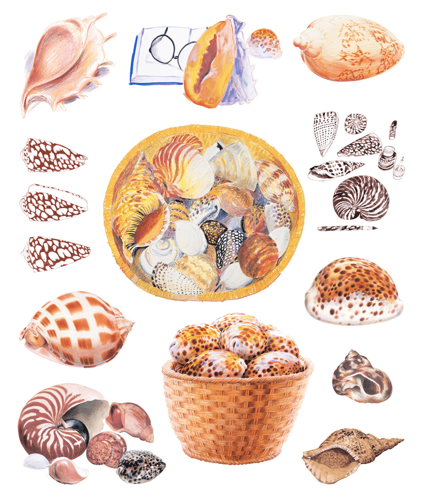 Shell drawings, 2011 - Ken Done