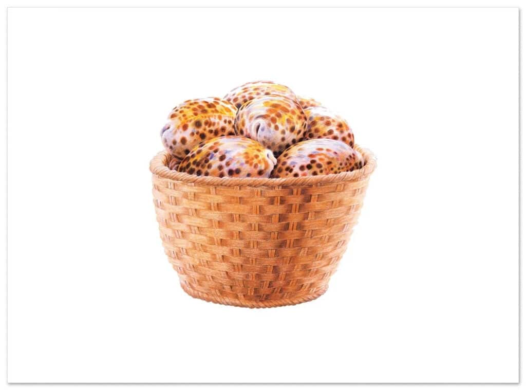 Basket of shells, 1979