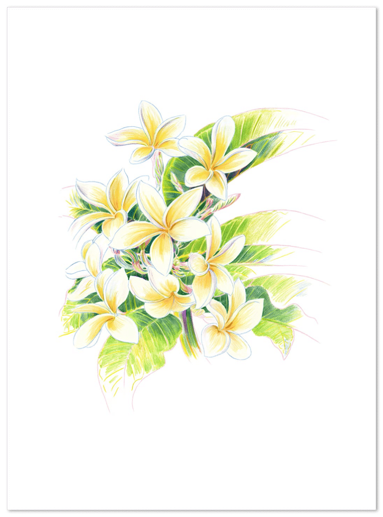 Ken Done ケンドーン Frangipani 版画 435/500 額装品 Frangipani Drawing, 1981 - Ken Done