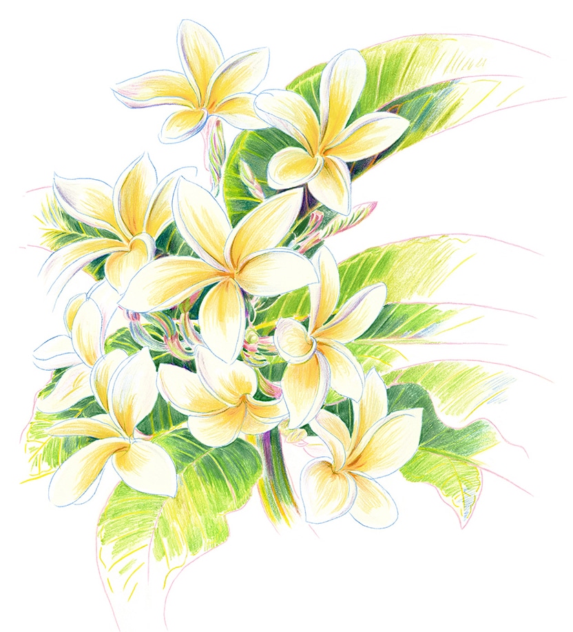 Frangipani Drawing, 1981 - Ken Done