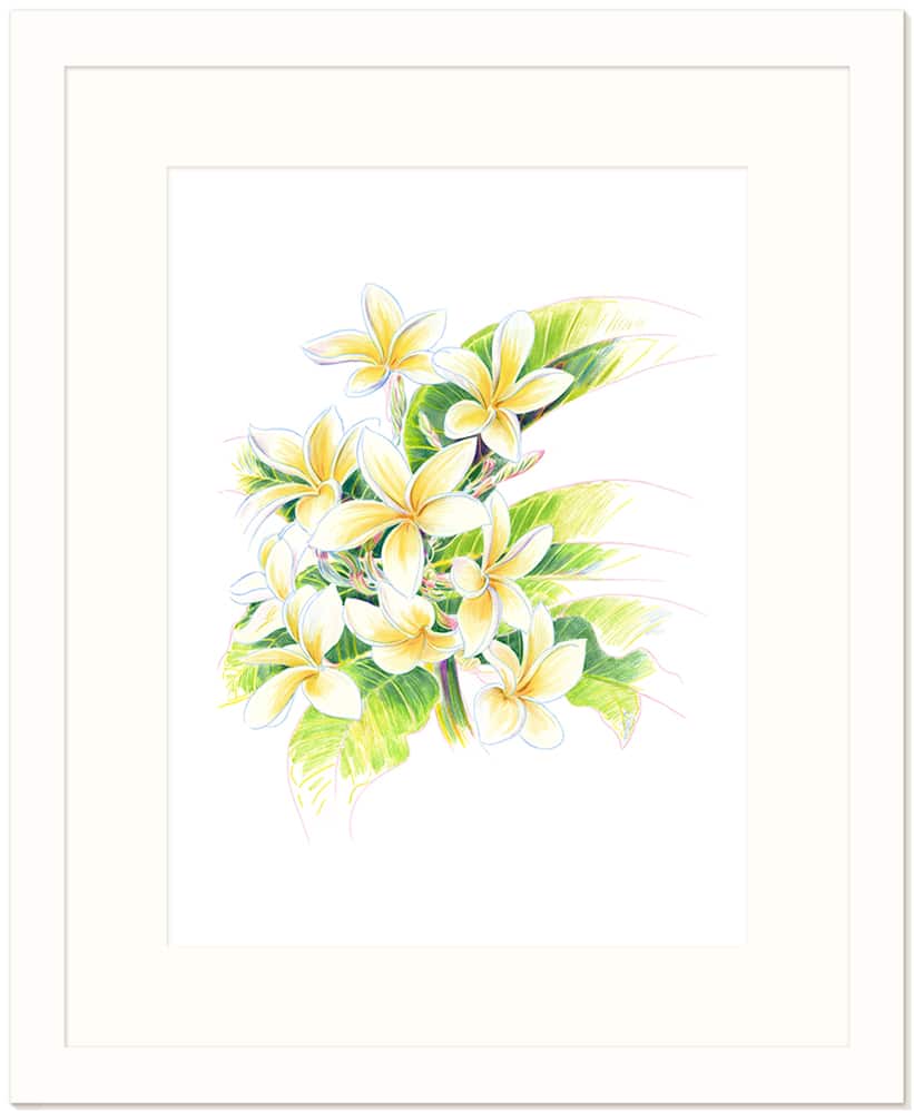 Ken Done ケンドーン Frangipani 版画 435/500 額装品 Frangipani Drawing, 1981 - Ken Done